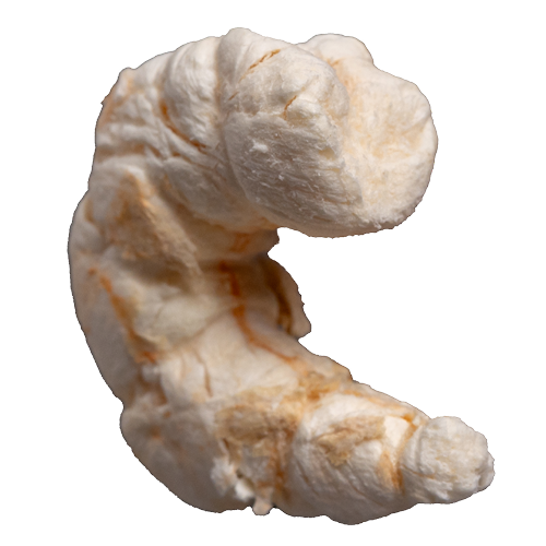Shrimp Angle 7